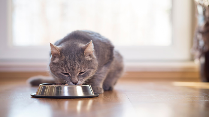 Imagen de la empresa de alimentos para mascotas