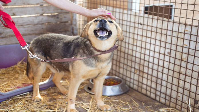 Imagen de refugio para mascotas