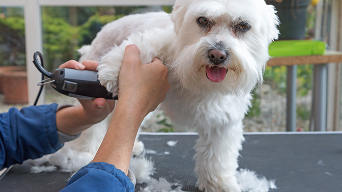 Imagen de empresa de aseo de perros móvil